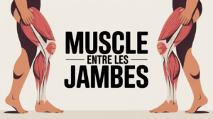 Illustration muscle entre les jambes focus bassin