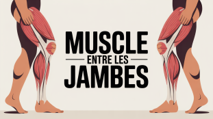 Illustration muscle entre les jambes focus bassin